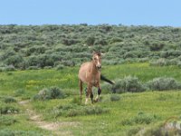 SandWash-9569 : Sand Wash Wild Horses