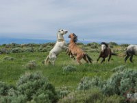 SandWash-9592 : Horse Fight, Sand Wash Wild Horses