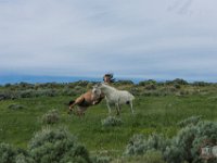 SandWash-9613 : Horse Fight, Sand Wash Wild Horses