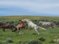 SandWash-9627 : Horse Fight, Sand Wash Wild Horses
