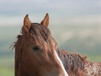 SandWash-9706 : Sand Wash Wild Horses