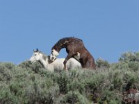 SandWash-9953 : Horse Mating, Sand Wash Wild Horses