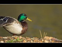 070522-0000204031-070522-0000204031-GP5B8831-001p