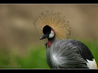 African Crowed Crane