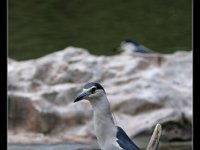 Black-Crown Night-Heron