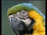 Blue Macaw Portrait