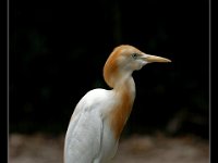 Cattle Egret