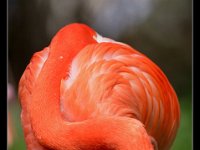 Famingo