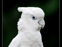 Goffins Cockatoo