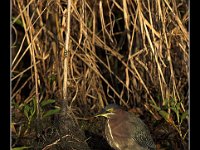 Green-BackedHeron