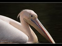 Pelican