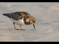 RuddyTurnstone