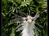 Secretary Bird