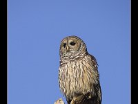 barredowl1
