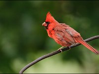 cardinal004