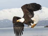 Performance Imagery Desktop 1280x1024 : Lions