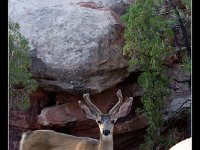 Mountain Deer