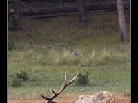 elk