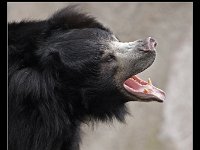 Sloth Bear